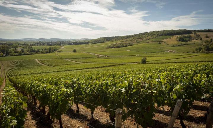 Cave à vins Saint-Mard-de-Vaux